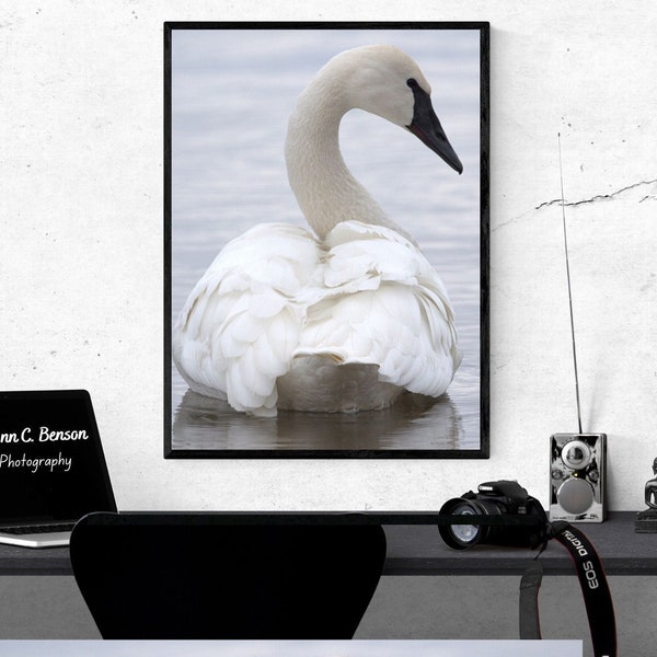 Beautiful Trumpeter Swan