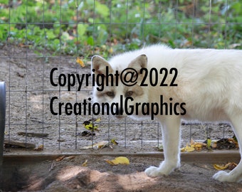 Foto eines Fuchses, digitaler Download, druckbare Wandkunst, Wohnkultur