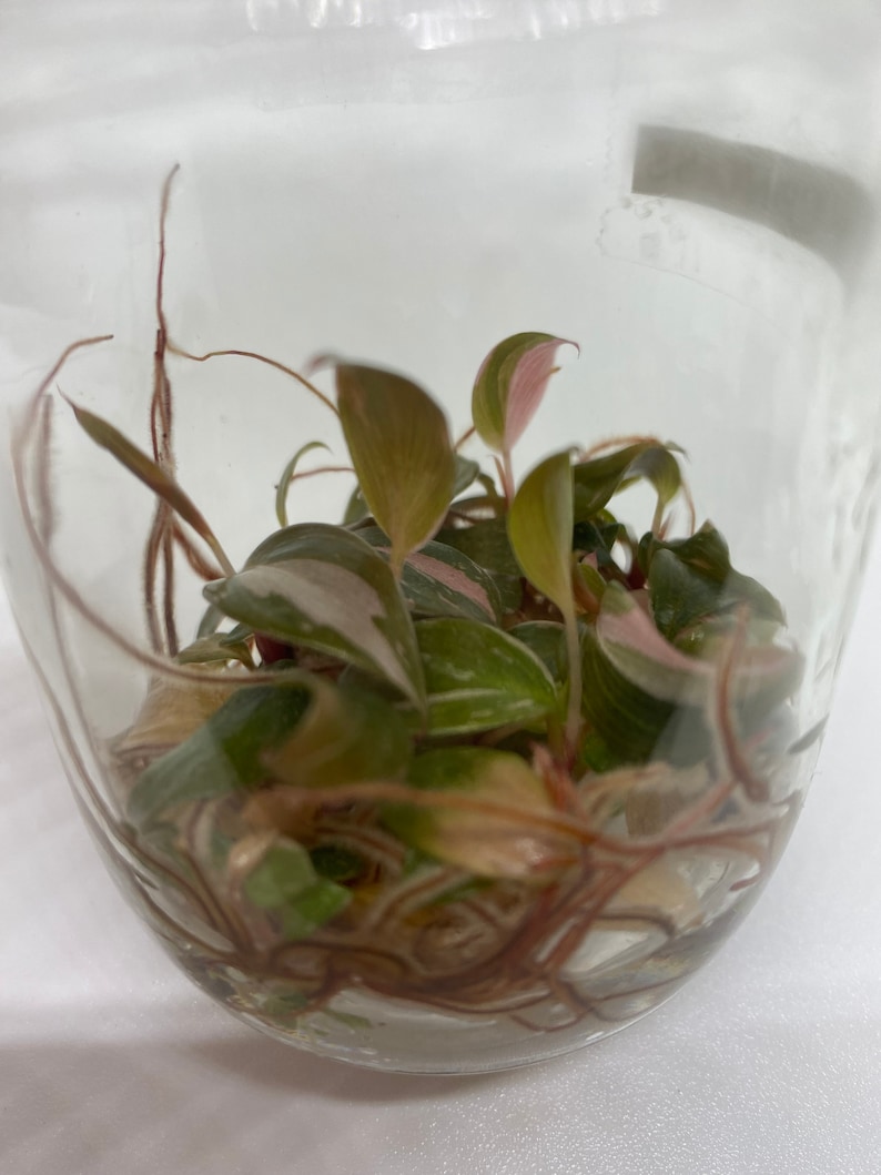 Tissue Culture Philodendron Pink Princess 10 plants USA Etsy
