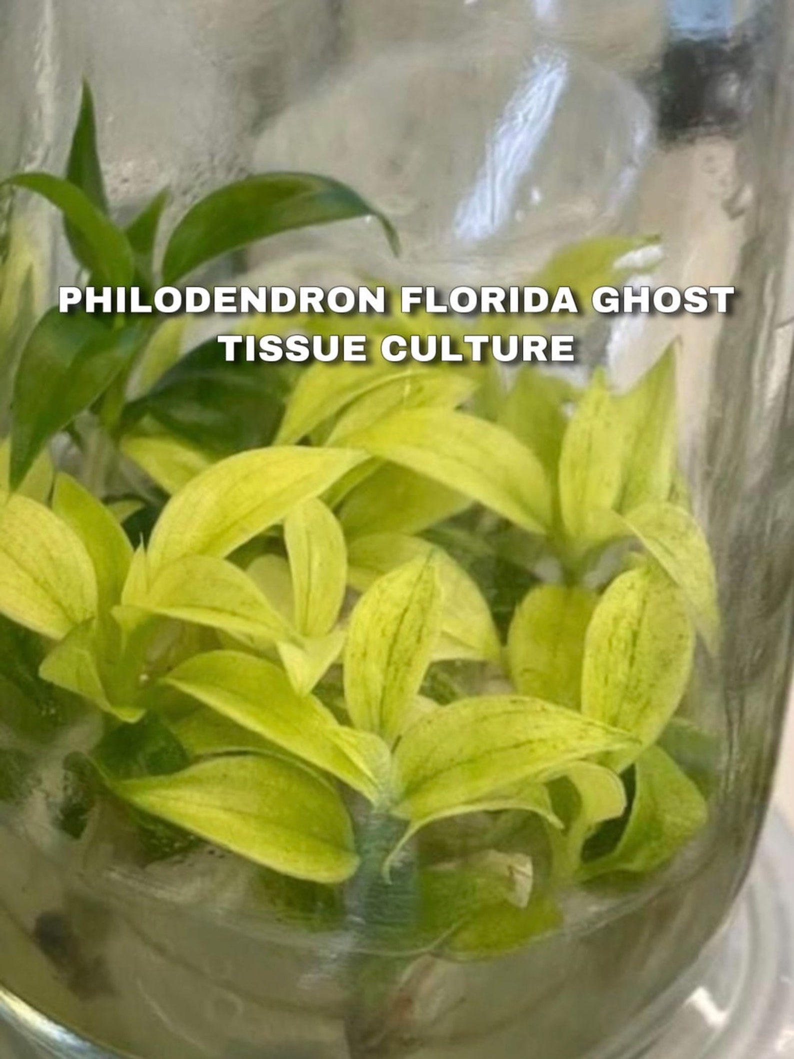 Tissue Culture Philodendron Florida Ghost 10 plants USA Etsy