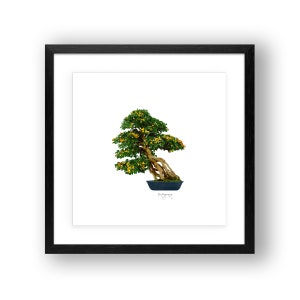 May include: A bonsai tree with green leaves and yellow flowers in a black pot against a white background. The tree is framed in a black frame.