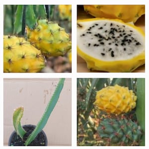 May include: A collection of images showcasing yellow dragon fruit. One image shows the fruit cut open, revealing white flesh with black seeds. Other images display the fruit on the vine and a potted cactus plant.