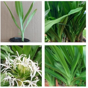 May include: Four images showcasing Crinum Lily plants. One image features a young plant in a pot. Other images display the plant's lush green leaves and delicate white, star-shaped flowers. The plant's leaves are long and broad.