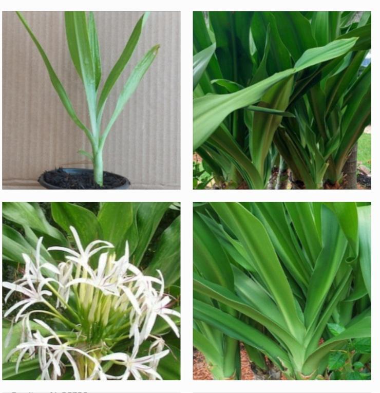 Clearance Plants - Etsy