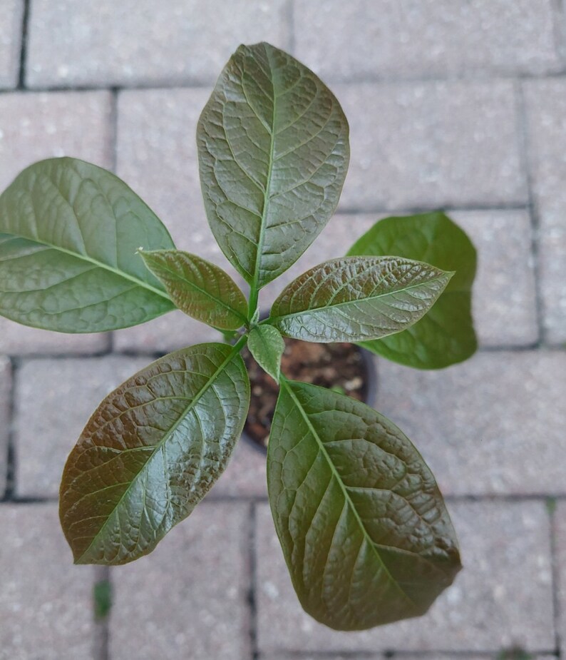 Florida Green Avocado Live Seedling Tree in a Pot, Grown & Ships From