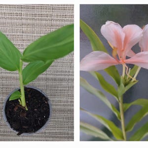 May include: A potted plant with vibrant green leaves and a delicate, light pink flower with yellow accents. The plant is in a small, dark pot, set against a textured background.