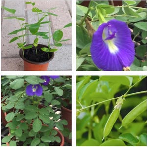 May include: A collection of images showcasing the Butterfly Pea plant. The images include a close-up of a vibrant purple flower with a yellow center, green leaves, young plants in a pot, and green seed pods.