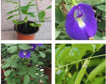 Three (3) Butterfly Pea (Clitoria ternatea) Rooted Live Plants In a  Pot,