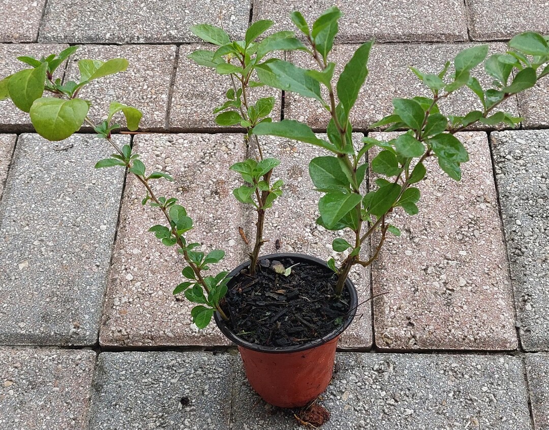 Three (3) Goji Berry (wolfberry) Rooted Live Plants in a Pot ...