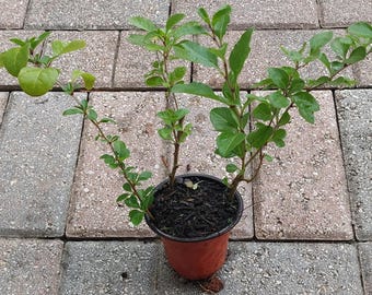 Three (3) Goji Berry (Wolfberry) Rooted Live Plants in a pot, mature cutting propagate.