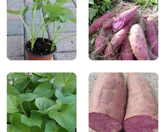 Three (3) Stokes Variety (Purple Skin & Purple Flesh) Purple Sweet Potato Rooted Live Plants / vines In a Pot