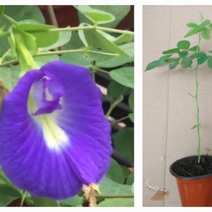 May include: A vibrant purple butterfly pea flower with a white and yellow center, shown alongside a young green plant with compound leaves growing in a brown plastic pot filled with dark soil, displaying its natural growth and structure.