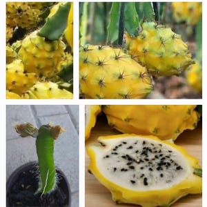 Planta viva de Fruta del dragón amarilla (Fruta del dragón amarilla) en maceta, ENRAIZADA y con nuevos brotes.