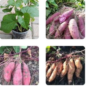 Three (3) different Varieties of Sweet Potato (Purple/purple, White/white & Red/white) Rooted Live Plants / vines In a Pot