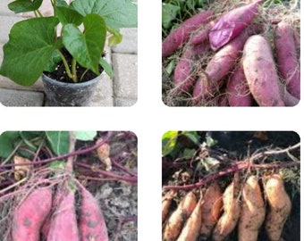 Three different Varieties of Sweet Potatoes (Stokes,Purple/purple,Hannah, White/white &Murasaki,Red/white) Rooted Live Plants/vines In a Pot