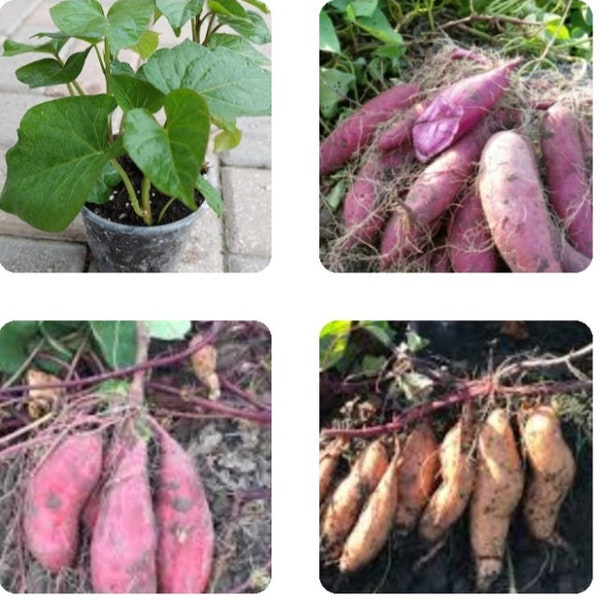 Three different Varieties of Sweet Potatoes (Stokes,Purple/purple,Hannah, White/white &Murasaki,Red/white) Rooted Live Plants/vines In a Pot