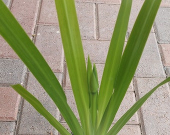 Walking Iris (Blue & White flowers) Beautifully Healthy rooted live plant in a pot.