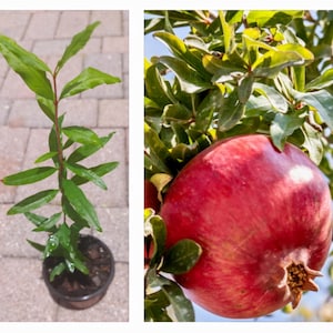May include: A close-up of a pomegranate fruit growing on a tree. The fruit is a deep red color and has a smooth, shiny skin. The leaves of the tree are green and lush.