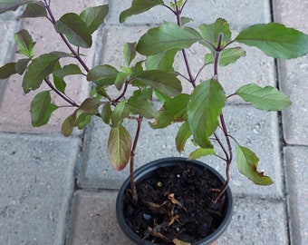 Purple Stem Holy Basil ( Krishna Tulsi, Ocimum Tenuiflorum, Tulsi ) live plants in a pot.