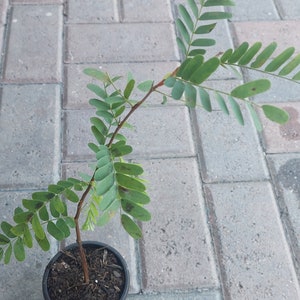 Tamarind (Tamarindus Indica, Tamarindo) live seedling tree / plant in a pot, Ships from USA