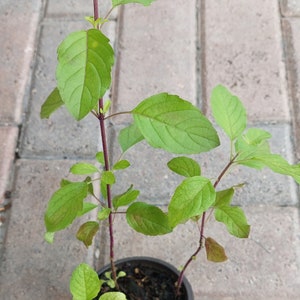 Purple Stem Holy Basil ( Krishna Tulsi, Ocimum Tenuiflorum, Tulsi ) live plants in a pot.