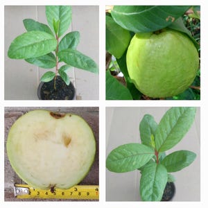 May include: A collage of images showcasing guava fruit and plants. One image displays a whole, green guava fruit. Other images show guava plants with green leaves and a cross-section of a guava fruit with a measuring tape.