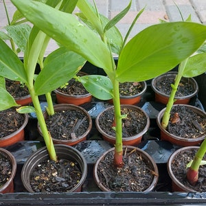 May include: A tray of young ginger plants in small brown pots. The plants have vibrant green leaves and reddish-brown stems, set against dark soil. The tray is black, and the plants are arranged in rows.