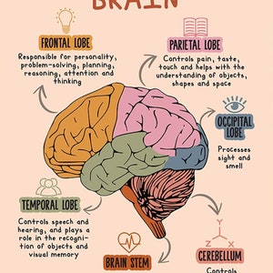 May include: A colourful illustration of the human brain with labels for each lobe: frontal, parietal, occipital, temporal, brain stem, and cerebellum. The illustration shows the different parts of the brain and their functions.