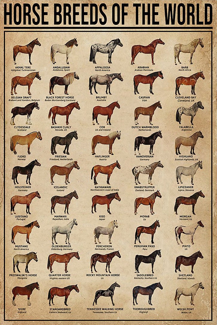 Popular Dog Breeds Educational Poster - 16x24 Inch Unframed Canvas Print