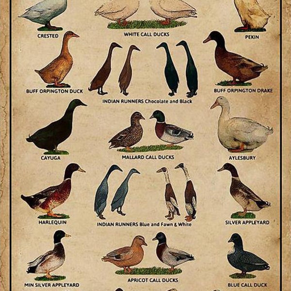 Breeds of Duck Poster - Etsy