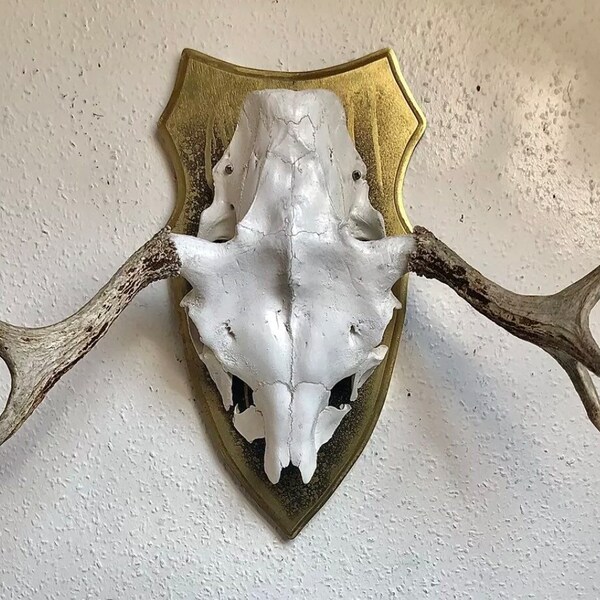 Real Moose skull, Hunting trophy, Decoration