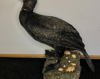 Great Cormorant mount, Vintage Taxidermy, Decoration