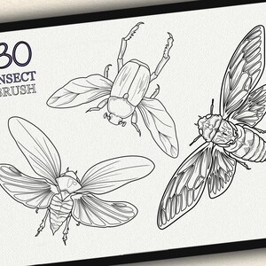 K&ouml;nnte beinhalten: Ein Set mit 30 Insekten-Pinsel-Designs, darunter ein K&auml;fer, eine Zikade und eine Libelle. Die Insekten sind in schwarzer Tinte auf wei&szlig;em Hintergrund gezeichnet.
