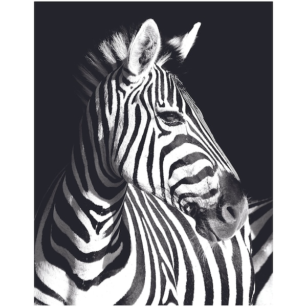 Zebra Digital Wall Art, Home Decor Modern Wall Art,  Black and White Art, Zebra Printable Wall Art, Animal Art Poster, Unique Wall Art