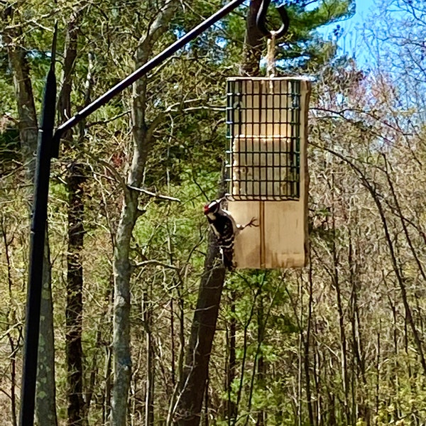 Suet Bird Feeder Etsy