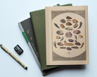 Sea Shell Hardcover Journal, Ocean Academia Notebook, Oceancore, Marine Biologist Gift
