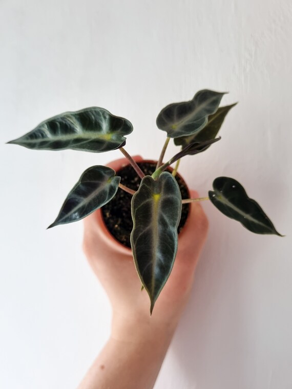 Alocasia Amazonica House Plants Indoor Plants Tropical Etsy UK