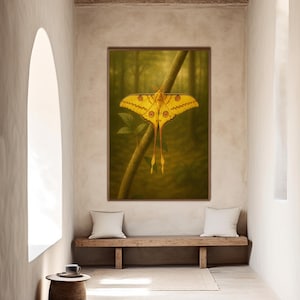 Gyllene kometmal Madagaskar | Arkivkonst Giclée-tryck | Färgglad afrikansk djurliv heminredning