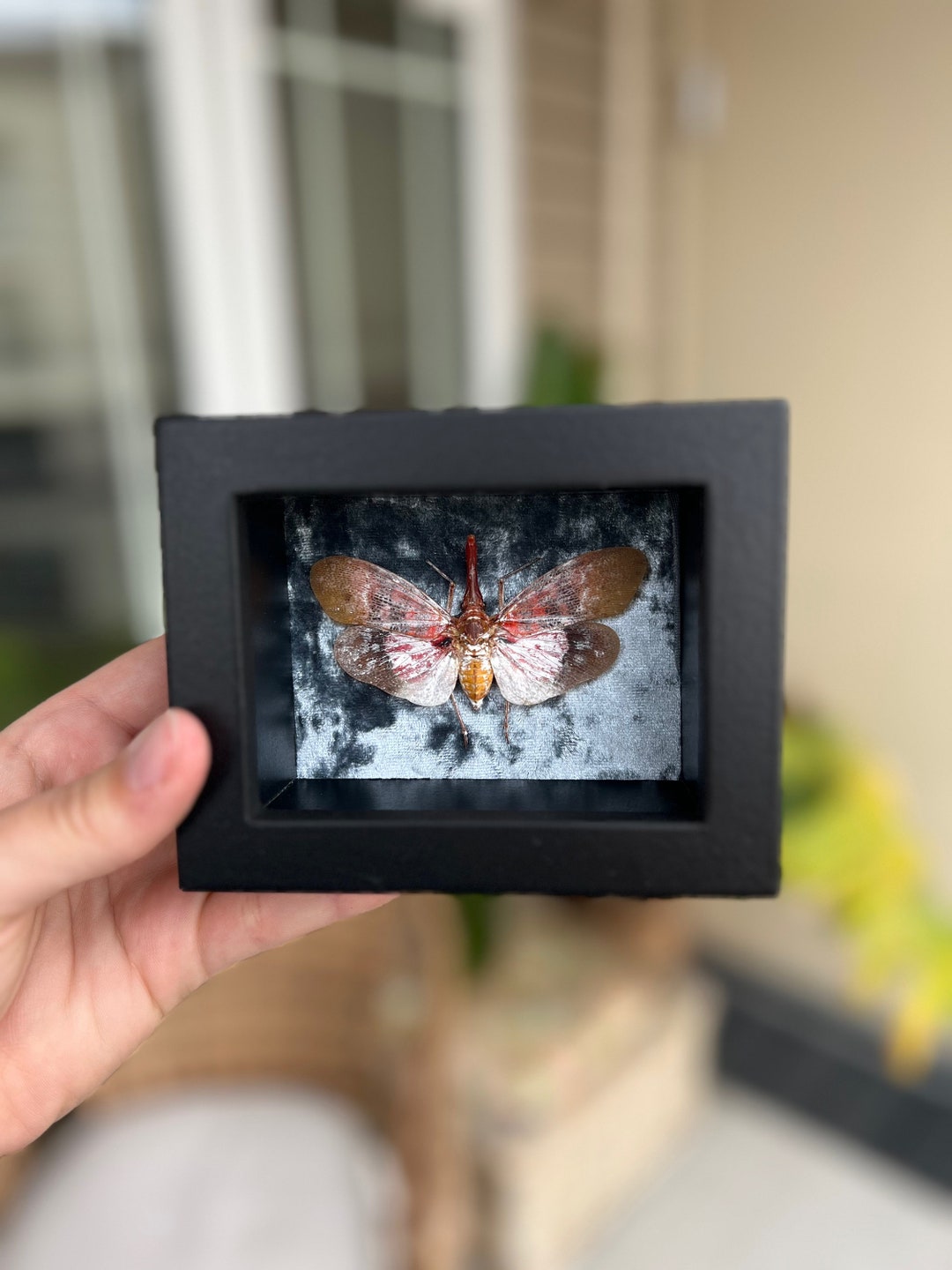 Real Pyrops Sultanus Lanternfly Framed in Wooden Shadow Back With Blue ...