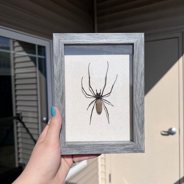 Real Orb weaver spider framed in shadow box with cloth back ground
