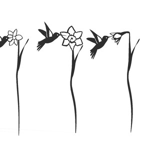 Op de afbeelding: Drie zwarte kolibries in de vlucht, elk zwevend in de buurt van een witte narcis met een groene stengel.