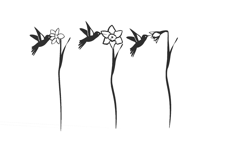 Op de afbeelding: Drie zwarte kolibries in de vlucht, elk zwevend in de buurt van een witte narcis met een groene stengel.