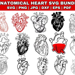 Anatomisches Herz SVG-Bundle, Blumen-Herz-Svg, Menschliches Herz-Svg, Anatomie-Svg, Herz SVG, KardiologieSvg, Realistisches Herz-Svg, Herz-Svg-Bundle