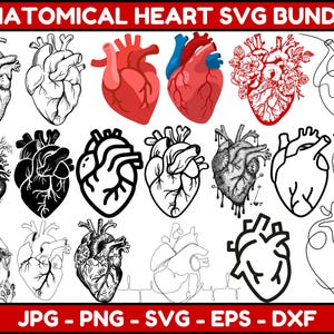Anatomical Heart Svg Bundle, Flower Heart Svg, Nurse Life, Heart Svg, Anatomy Svg, Medical Svg, Human Heart Svg, Cut File Cricut, Silhouette