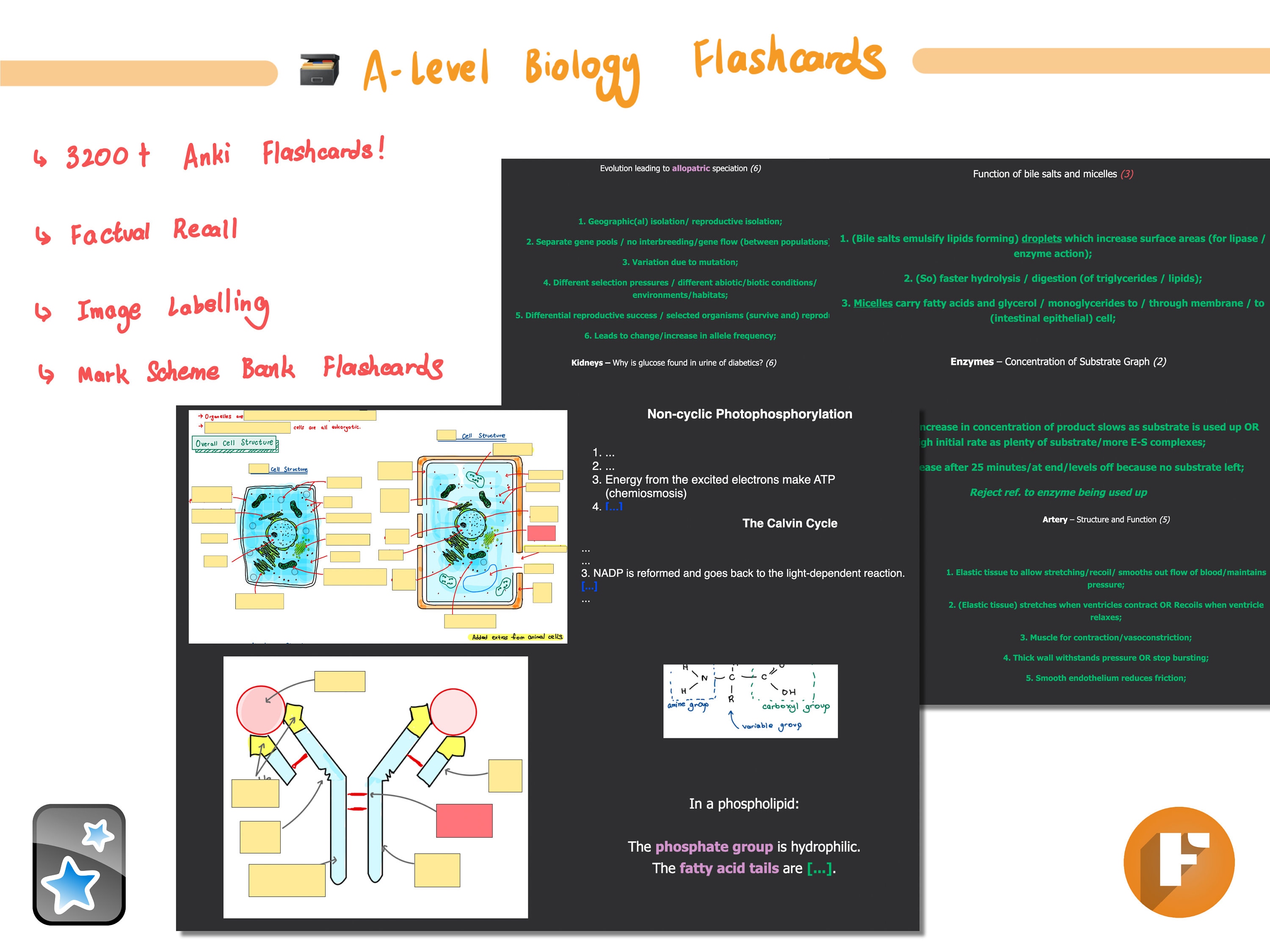 COMPLETE Alevel Biology Anki Flashcards 2106 Cards Year 1 & 2 Mark