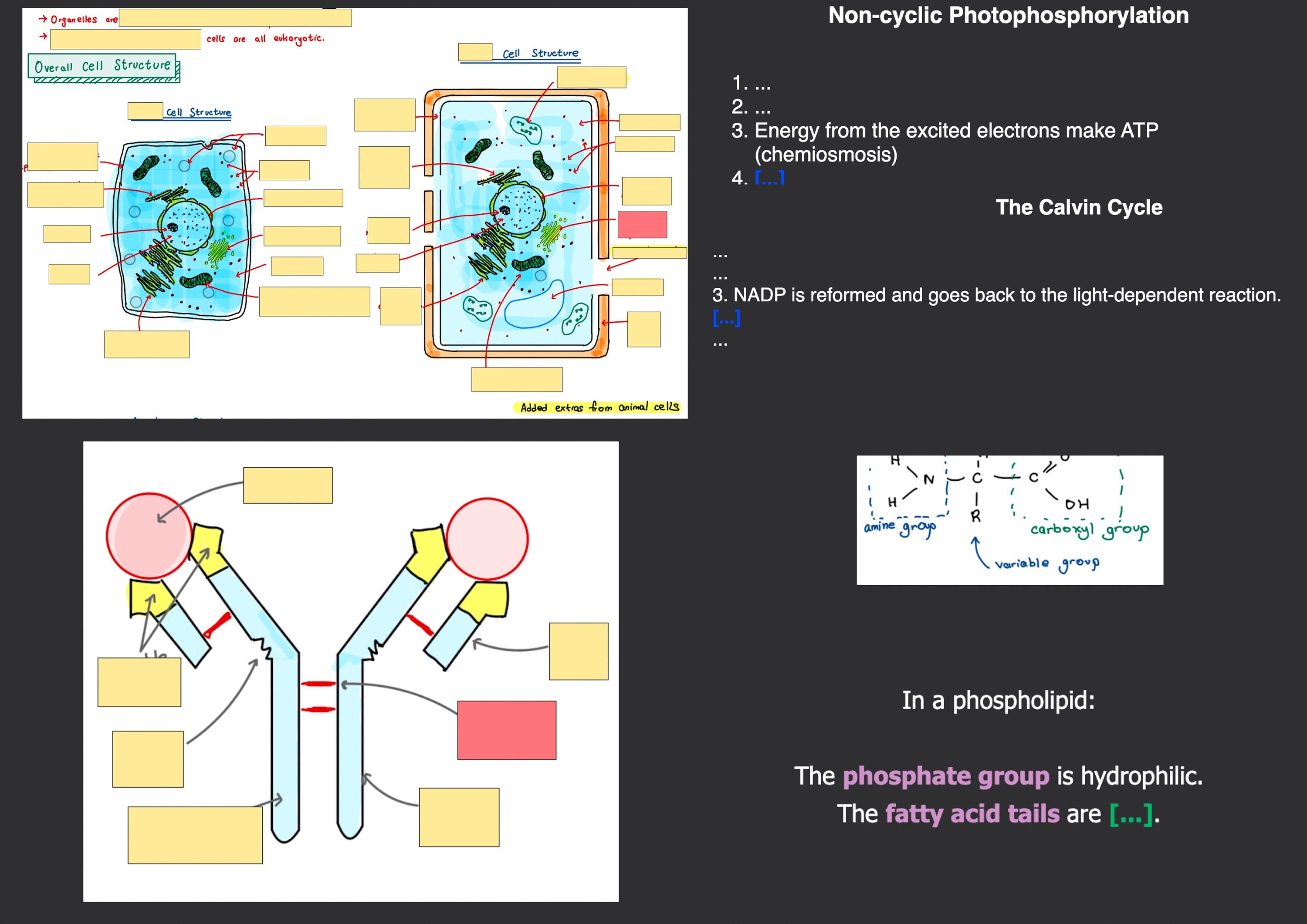 COMPLETE Alevel Biology Anki Flashcards 2106 Cards Year 1 & 2 Mark