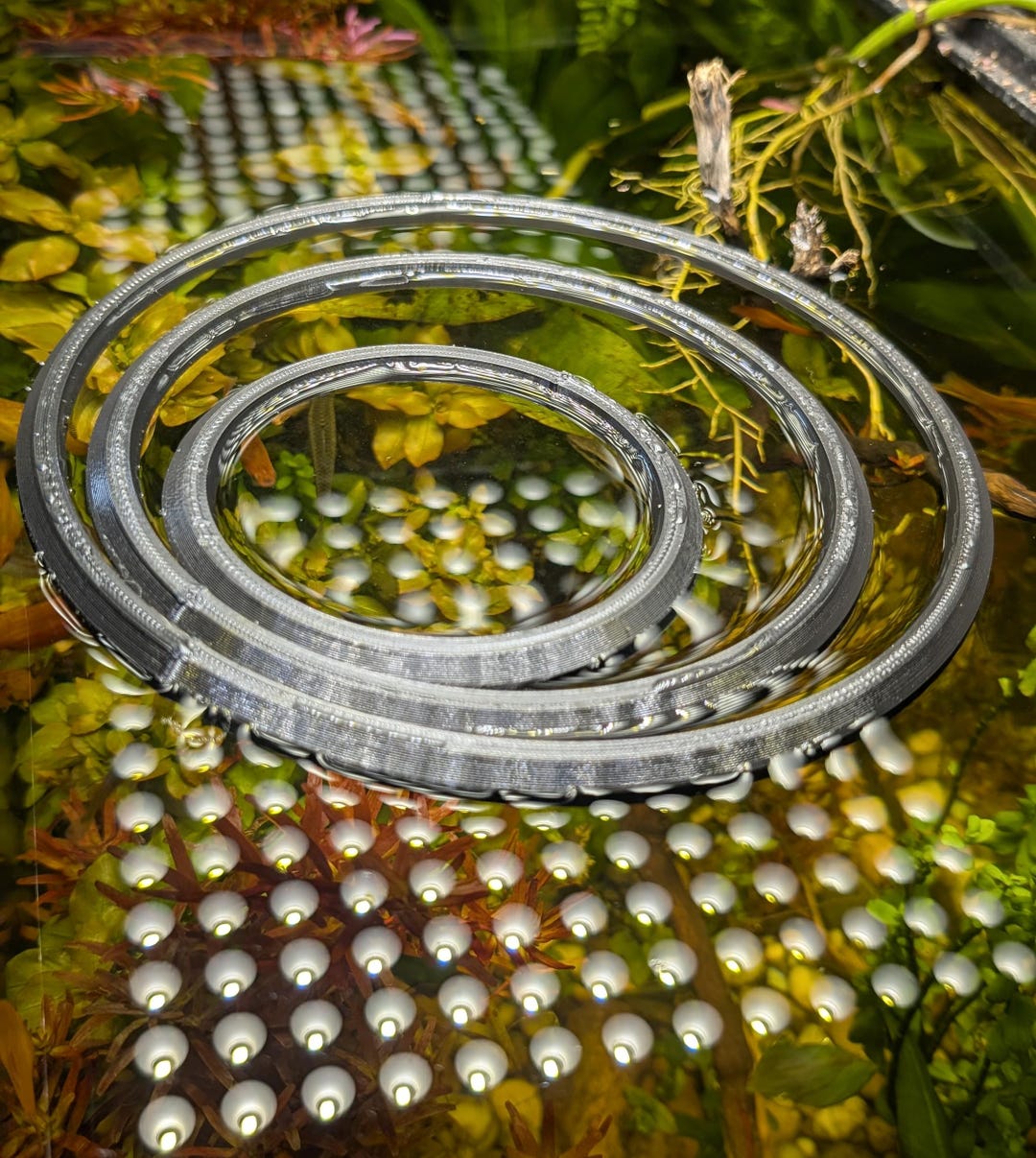 Aquarium Floating Feed Ring / Plant Ring (sizes 4