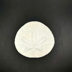 West Coast Sand Dollar
