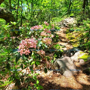 North fork mountain