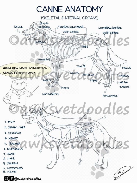 Dog Anatomy Coloring Page Digital Print | Etsy